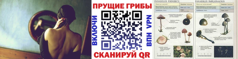 где купить   MEGA ссылки  Псилоцибиновые грибы Magic Shrooms  Егорьевск 